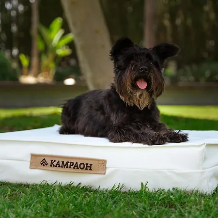 营地 Kampaoh 科爾多瓦